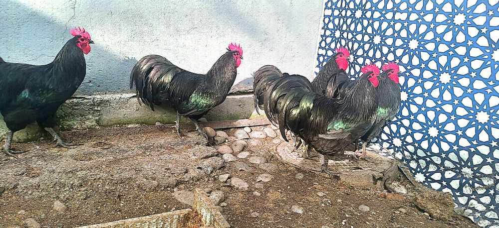Astralop jojalari