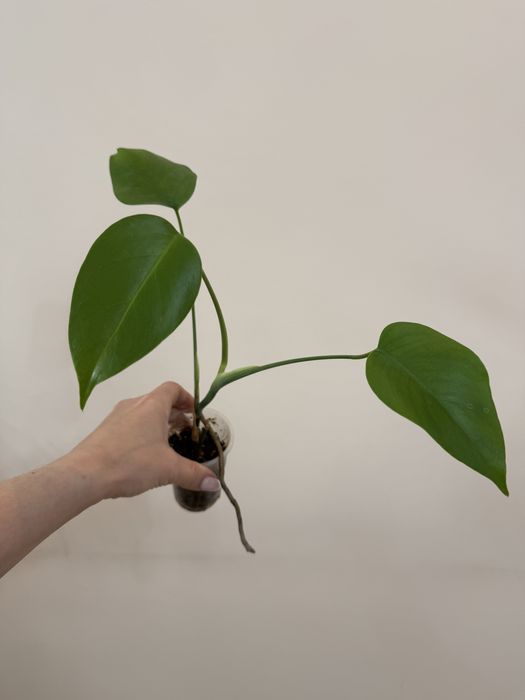 Отростки по 1000 тенге