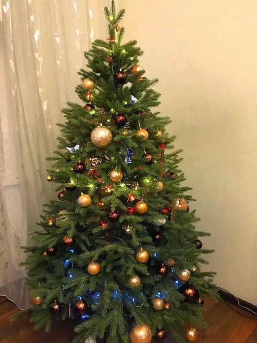 Ёлка северная доставка бесплатная