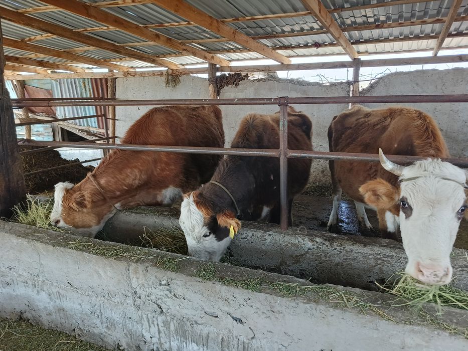 5 бас сиыр сатылады 3 сиыр жай буаз 1 сиыр сауылып тұр 5-6 литр сүті б