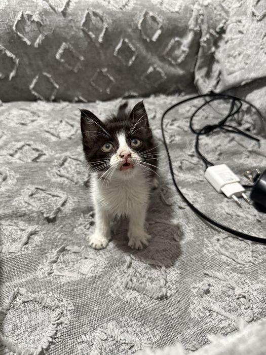 подарявам малко коте