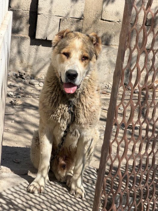 10 айлық Алабай ит сатылады