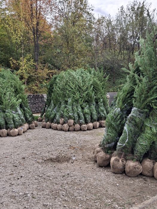 Tuia leylandii chiparos la oferta