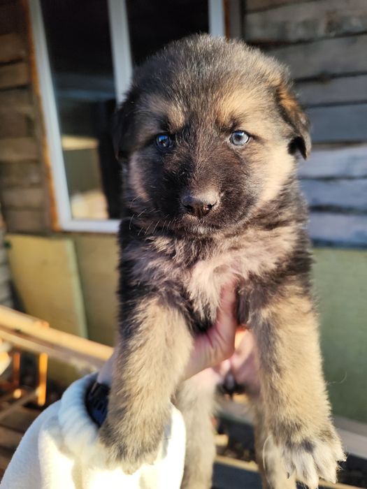 Продам щенка немецкой овчарки (девочки )