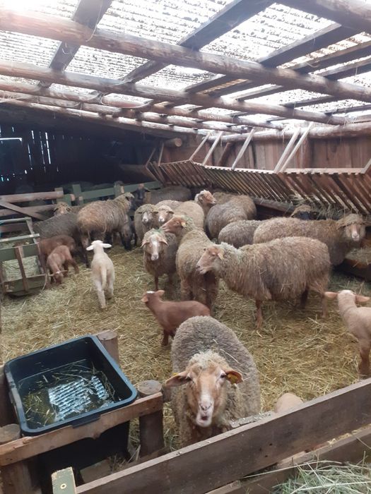 Oi de vânzare în loc. Arcuş, jud. Covasna