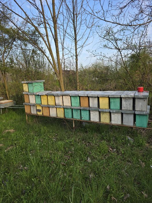 Vând stupi si rampe  in stare buna