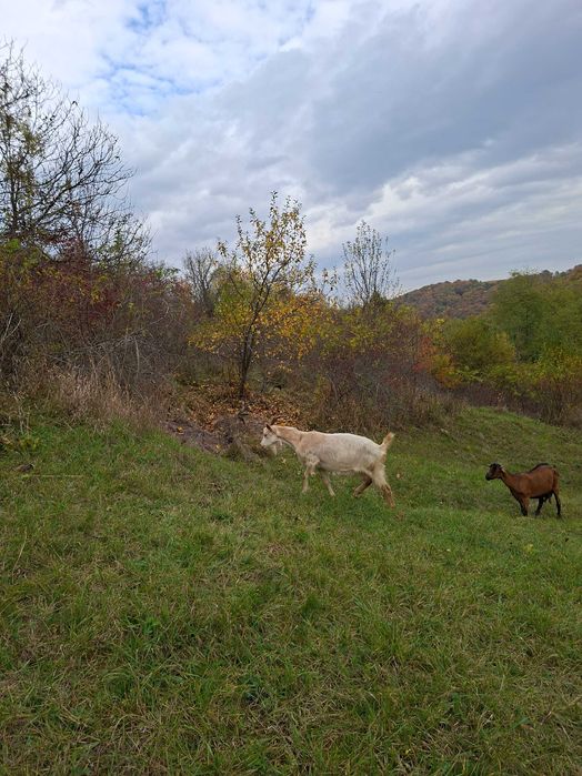 Capre Sana de vanzare