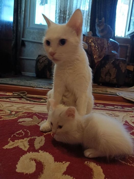 Отдадим котят в очень хорошие руки