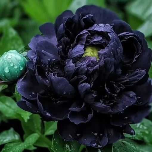 Rizomi ( Bulbi) de Bujori mari Paeonia, pt plantat, mari și parfumați, fluorescenta bogata nuante de Alb, Blue, Rosu Roz Mov inchis Galben Portocaliu
