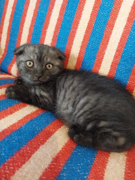 Котенок, мальчик