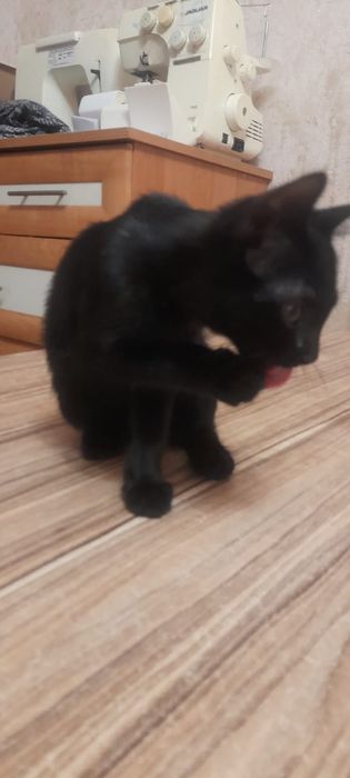 Отдам котёнка 4 месяца