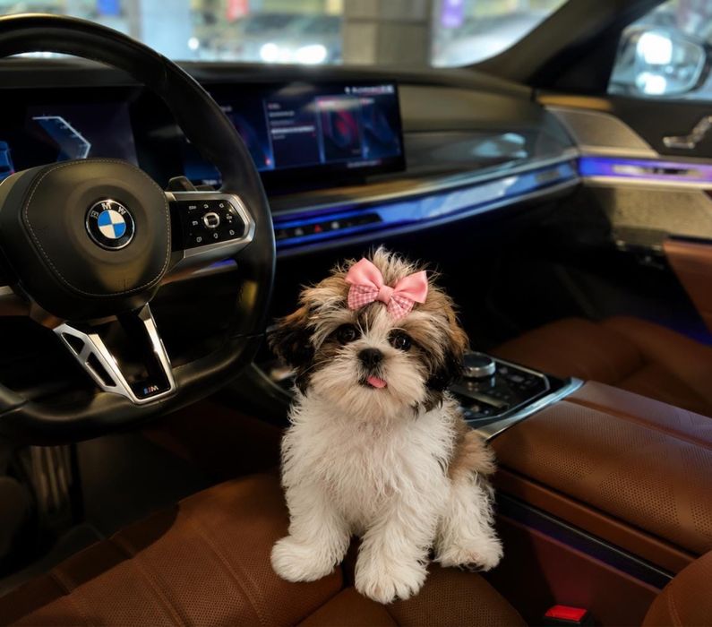 Shih tzu mini toy