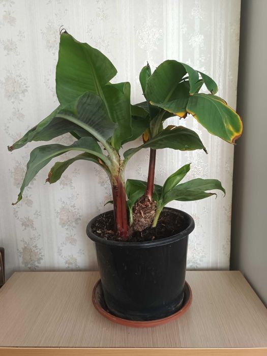 Бананова палма в саксия