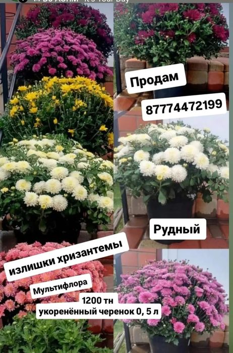 Излишки Хризантемы Мультифлора