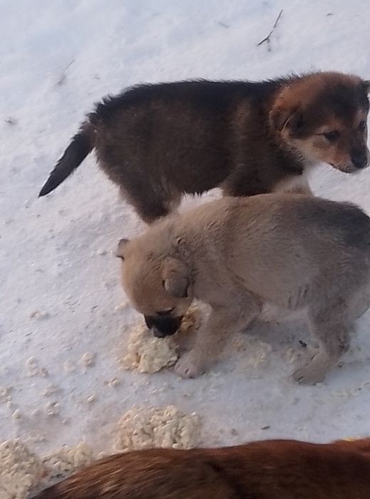 Щенки 1,5-2 месяца