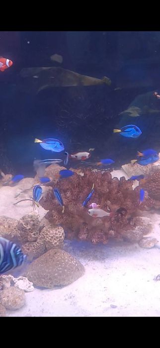 Морские рыбы разные