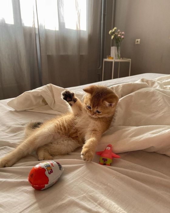 Золотые шиншиллы котята ny11/ny12