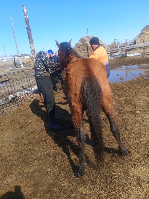 Донен салылады.