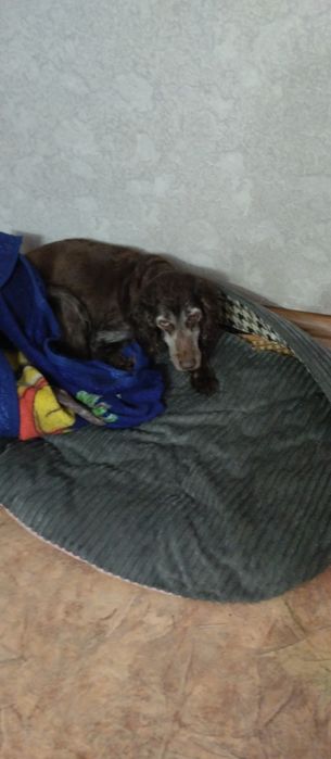 Кокер спаниельку