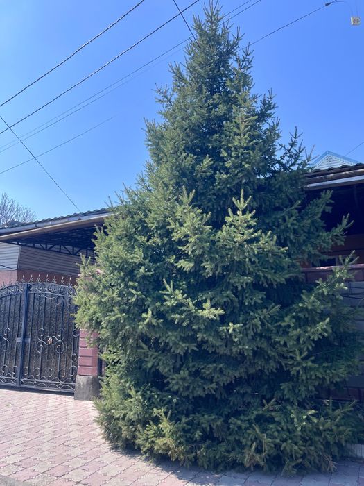 Срочно продам елки ‼️