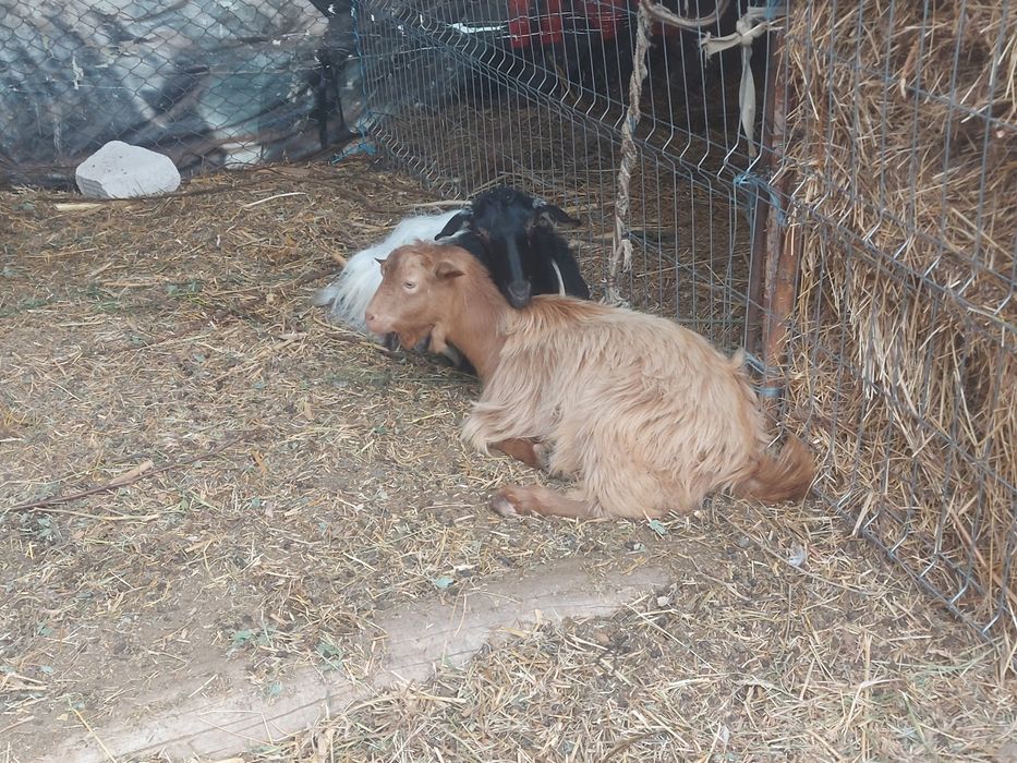 Iadă de vânzare.