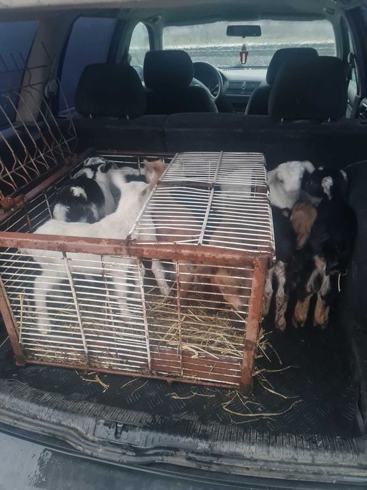 Iezi de vanzare .. capre