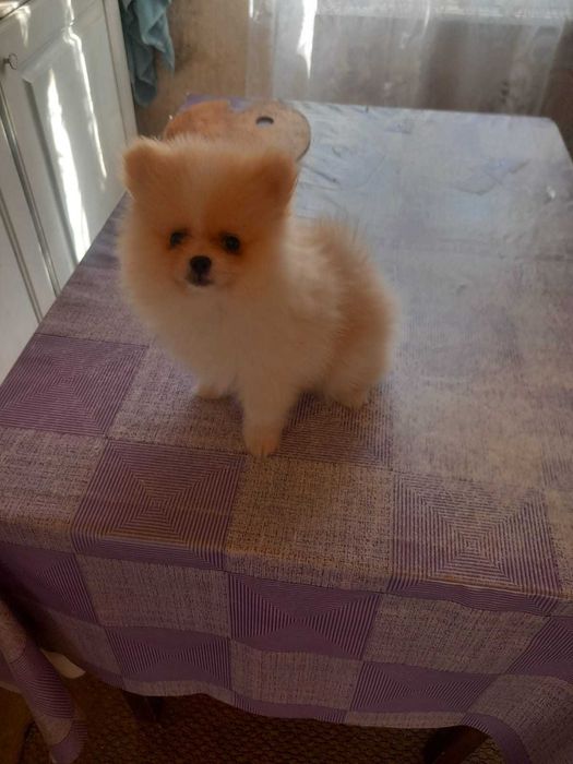 Pomeranian baiat