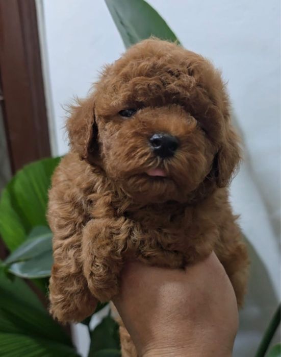 Продам карликовых пуделей