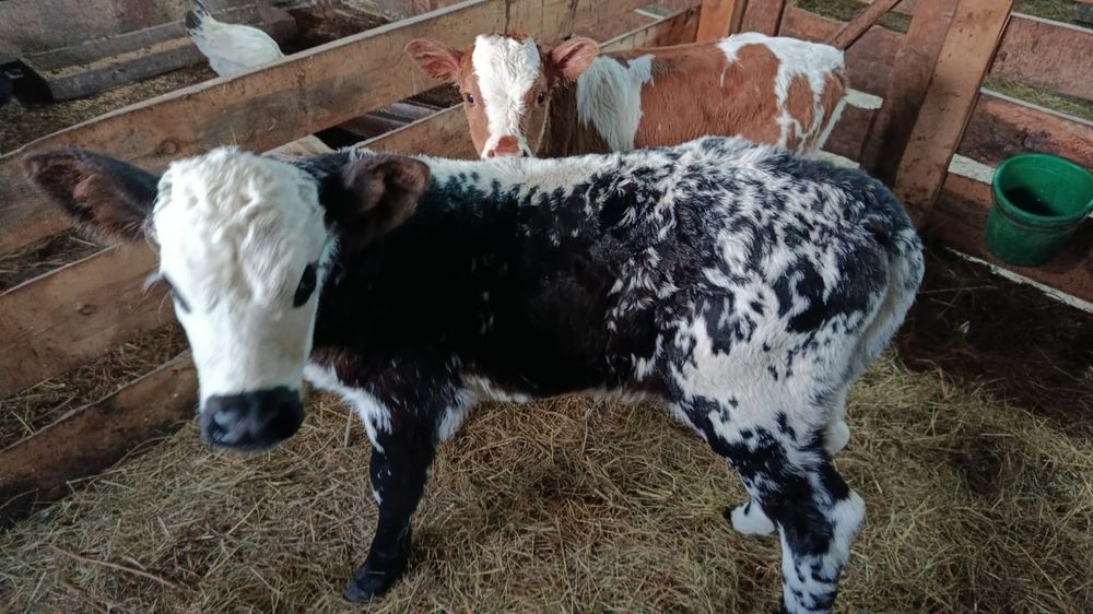 Продам двух тёлочек