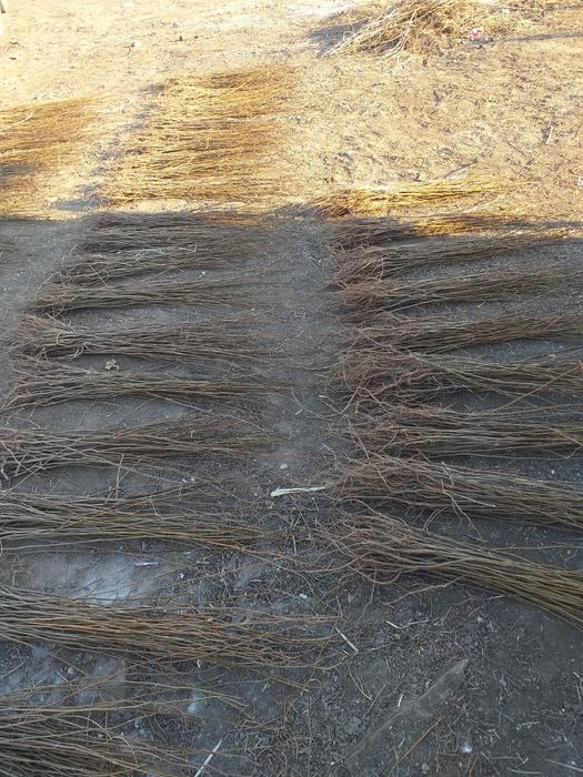 puieți salcâm fag carpân brad