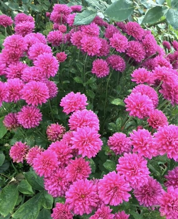 Хризантемы уличные