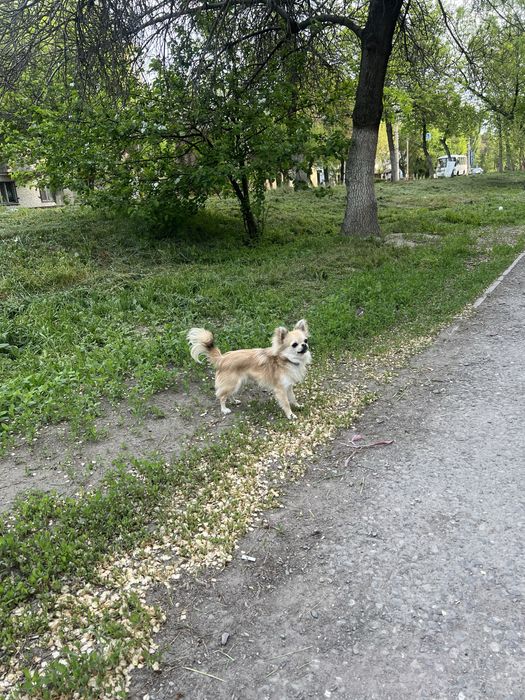 Кобель чихуа-хуа. Для вязки