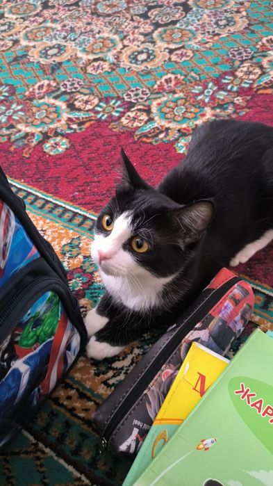 Отдам котенка в хорошие руки