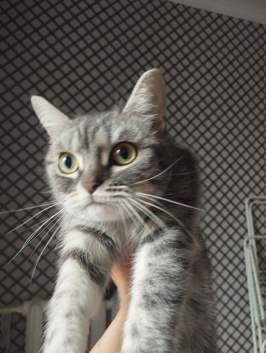 Породистый Британский