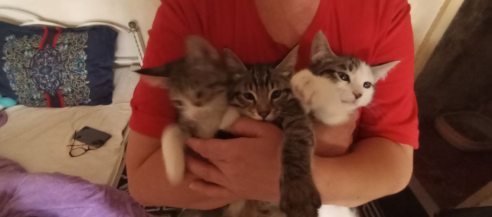 Котята отдам котят в хорошие руки
