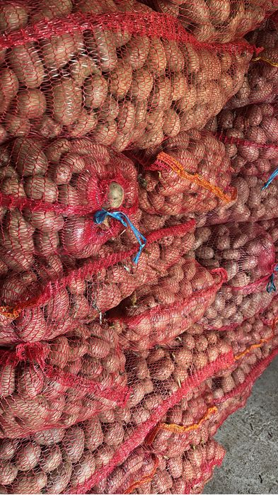 Samanta cartofi bellarosa