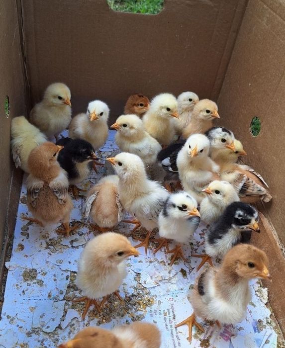 Продажа цыплят в городе Уштобе