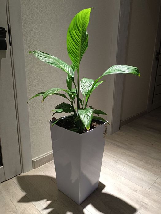 Спатифилум, Женское счастье.