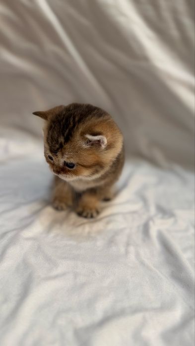 Продаются котята британской шиншилы
