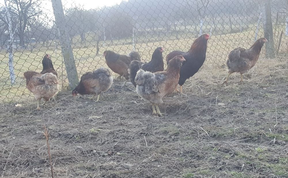 Ouă pentru incubat!