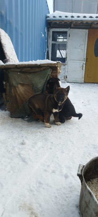 Отдам щенков лайки