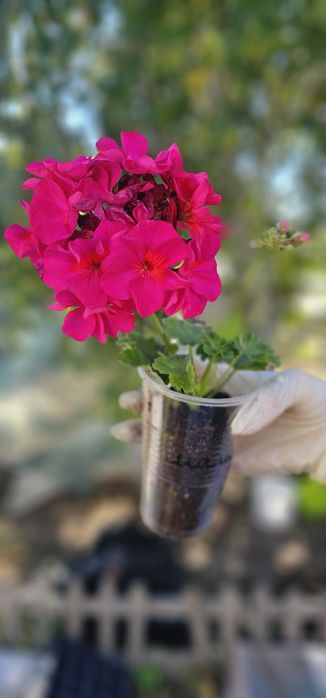 В продаже  герани