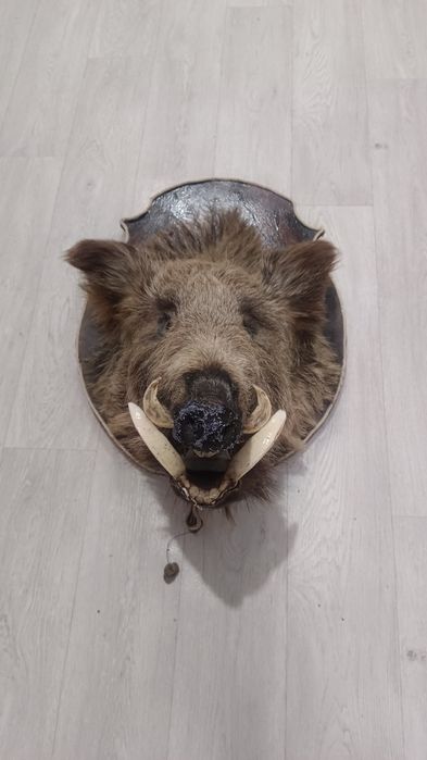 Кабан дикий крупный