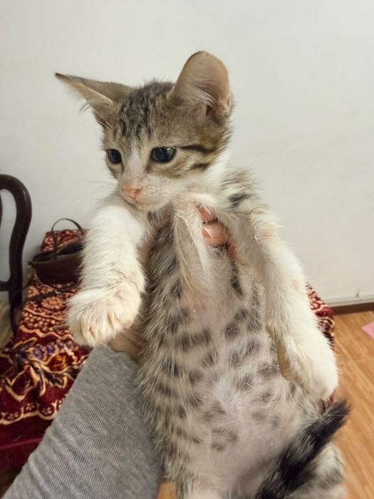 Котенок девочка и мальчик 2 месяца