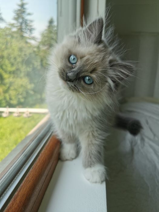 Ragdoll рагдол/регдол  МЪЖКО котe