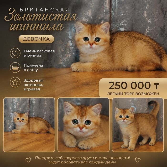 Котята Алматы Шиншиллы , Бикалоры , Вискас ,,мрамор