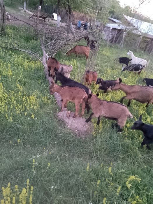 Vând sau schimb iezi