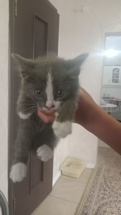 Отдам котят в хорошие руки
