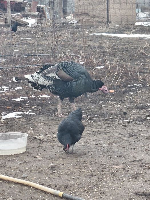 Ундик сатылады 10000т