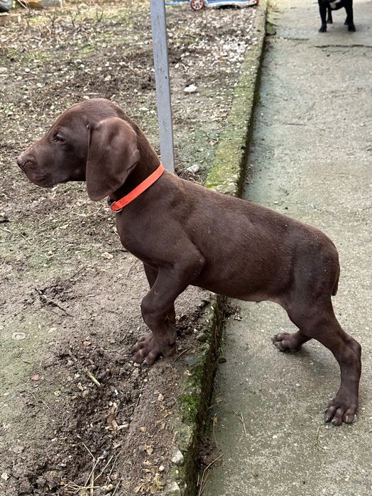 Немски късокосмест пойнтер